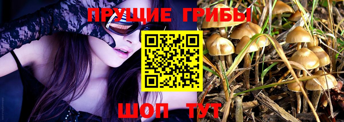 Псилоцибиновые грибы Psilocybine cubensis Красногорск
